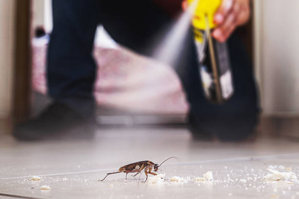 Best Ant Control Services  in Red Rock, AZ